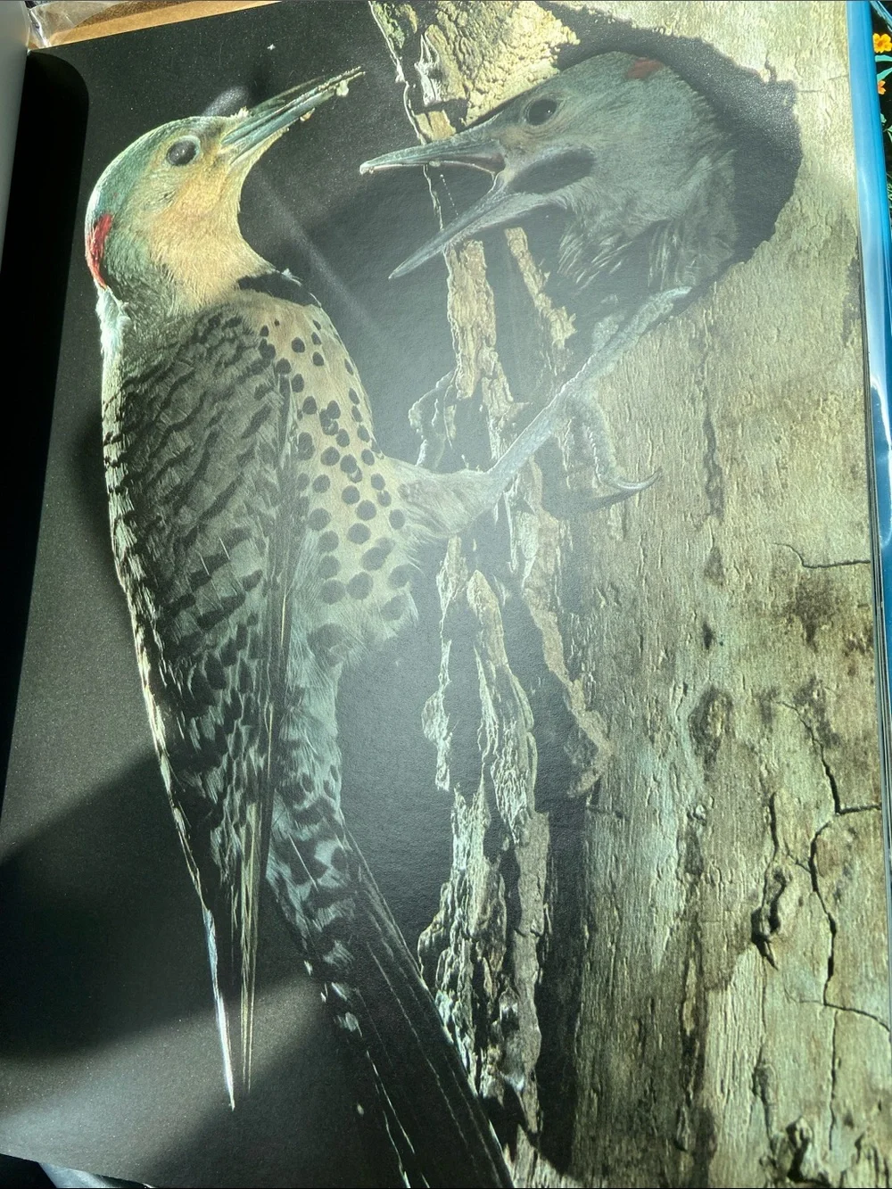 Bird birds Audubon Living World of Audubon art photography book Nature wildlife
